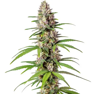 Sugar Haze Fast Version cannabis seeds