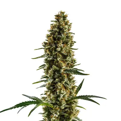Sugar Haze cannabis seeds