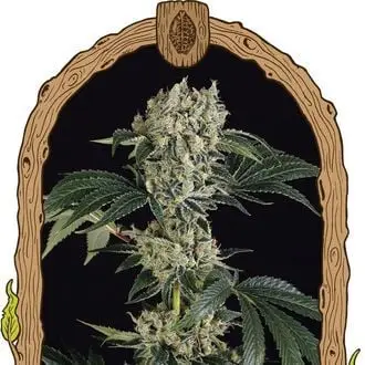 Sugar Larry cannabis seeds by Exotic Seed