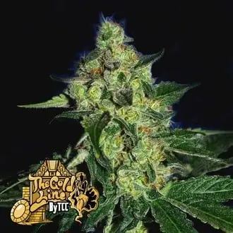 Sugar Mill cannabis seeds by Cali Connection