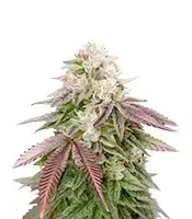 Sugarlato cannabis seeds