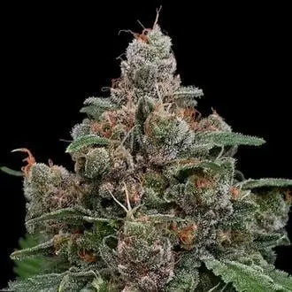Sun of a Peach cannabis seeds