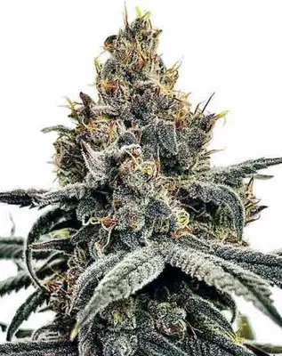 Sundae Driver cannabis seeds
