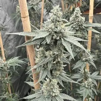 Sundae Supper cannabis seeds by Solfire Gardens