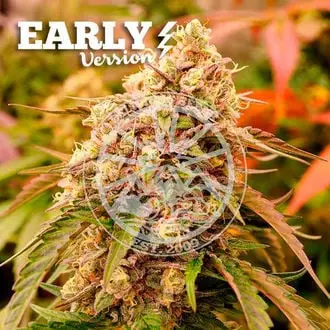 Sunday Punch Early Version cannabis seeds by Delicious Seeds