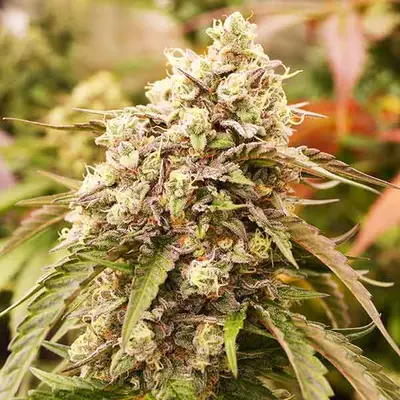 Sunday Punch cannabis seeds by Delicious Seeds