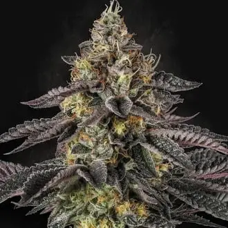 Sunset Paradise cannabis seeds by Paradise Seeds