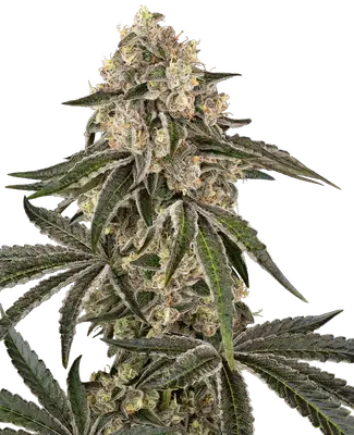 Sunset Peach cannabis seeds