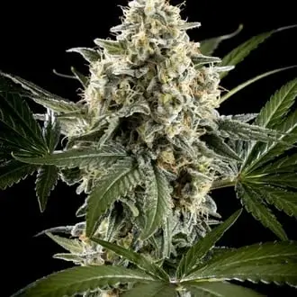 Sunset Sherbet Go Fast cannabis seeds by Kannabia