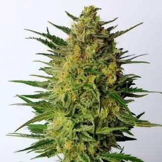 Super AK cannabis seeds