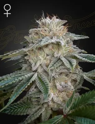 Super Banana Mango (SLH x GMO) cannabis seeds