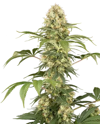 Super Berry Pound Cake cannabis seeds