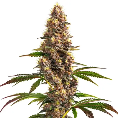 Super Boof Strain cannabis seeds