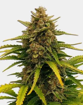 Super Boof cannabis seeds