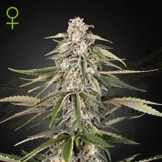 Super Bud cannabis seeds by Greenhouse Seeds