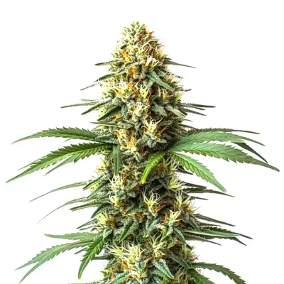 Super Critical (Bilbo) Fast Version cannabis seeds