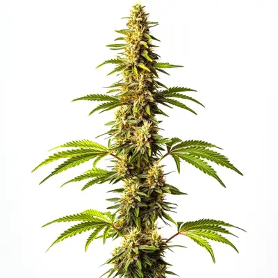 Super Critical cannabis seeds by Blimburn Seeds