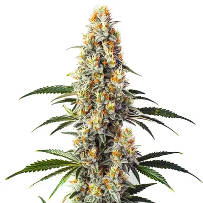 Super Glue cannabis seeds by Blimburn Seeds