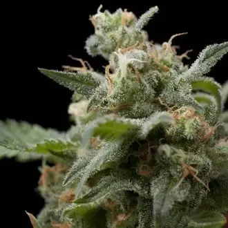 Super Hash cannabis seeds