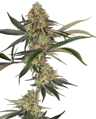 Super Lemon Cherry cannabis seeds