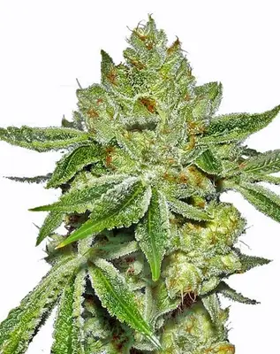 Super Lemon Diesel cannabis seeds