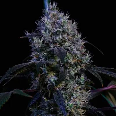 Super Lemon Haze RBX3 cannabis seeds