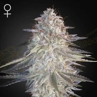 Super Lemon Haze x Pink Candy cannabis seeds