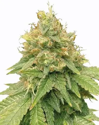 Super Lemon Haze cannabis seeds