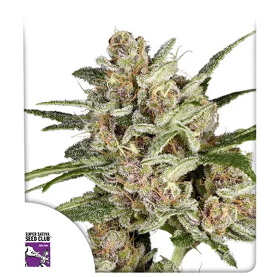 Super Mad Sky Floater cannabis seeds