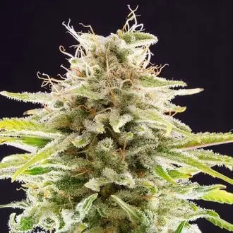 Super OG Kush cannabis seeds