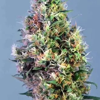 Super Pineapple Haze cannabis seeds by Garden of Green