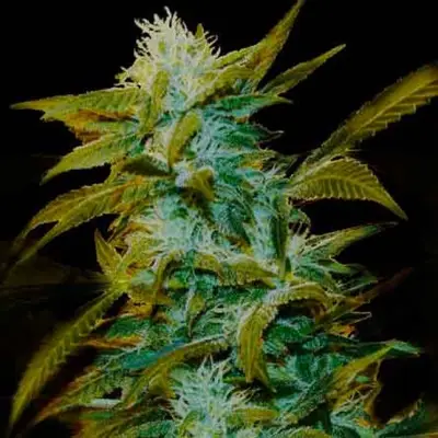 Super Silver Bilbo cannabis seeds