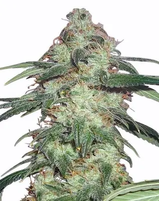 Super Silver Haze cannabis seeds