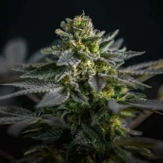 Super Skunk Kush cannabis seeds by Garden of Green