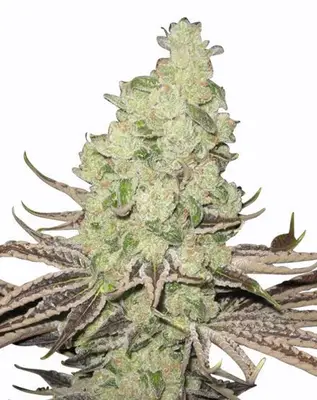 Super Sour Berry cannabis seeds