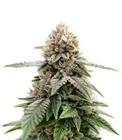 Super Sour Diesel cannabis seeds