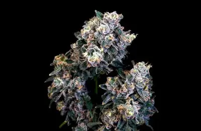Super Sour Runtz cannabis seeds