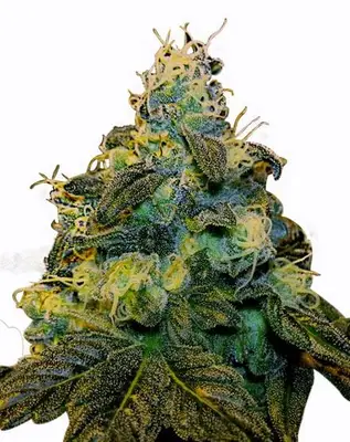 Super Sweet Tooth cannabis seeds