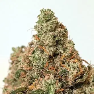 Supercheese cannabis seeds