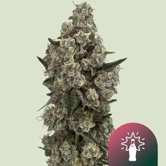 Supersoda F1 cannabis seeds by Royal Queen Seeds