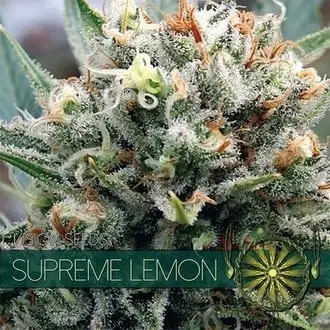 Supreme Lemon cannabis seeds by Vision Seeds