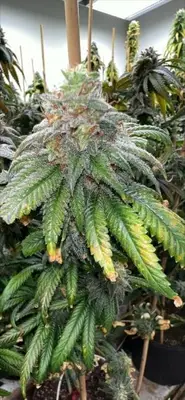Supreme Planet cannabis seeds