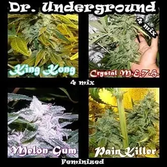 Surprise Killer Mix cannabis seeds