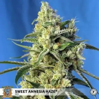 Sweet Amnesia Haze cannabis seeds by Sweet Seeds