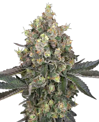 Sweet Berry Breeze cannabis seeds