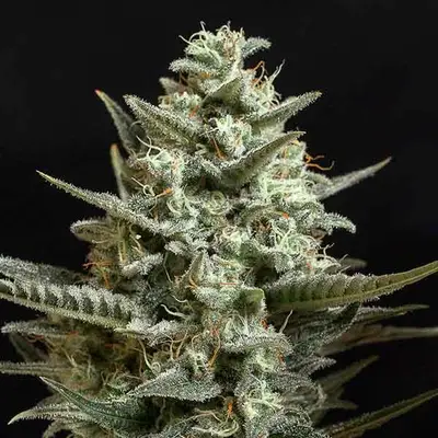 Sweet Bilbo cannabis seeds