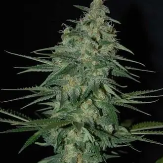 Sweet Black Angel cannabis seeds by Samsara Seeds