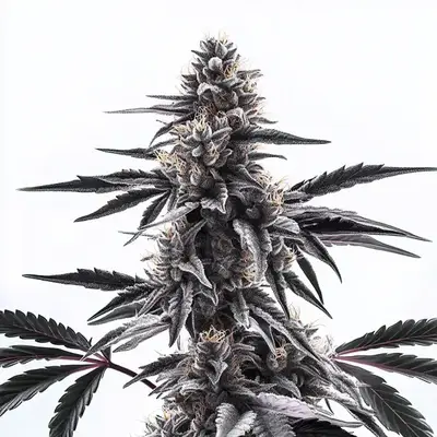 Sweet Black Rose cannabis seeds