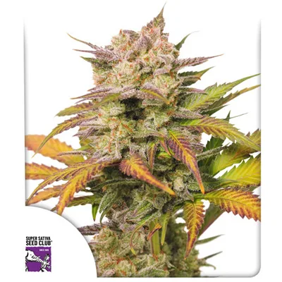 Sweet Bourbon Auto Kush cannabis seeds