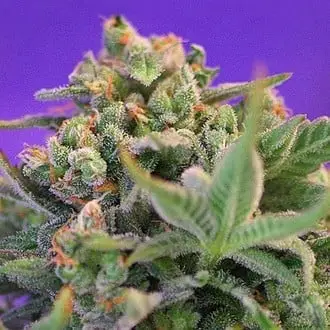 Sweet Cheese - F1 Fast Version cannabis seeds by Sweet Seeds